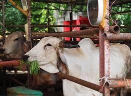 Cow Image